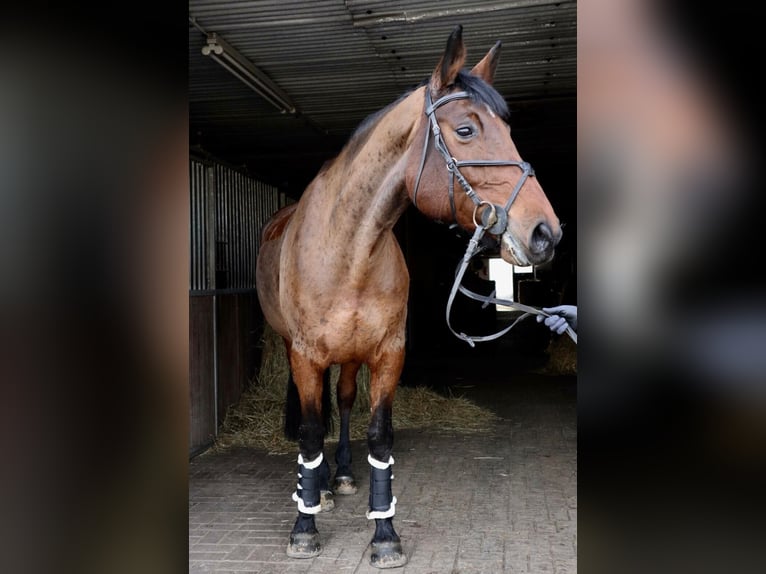 Deutsches Sportpferd Stute 16 Jahre 172 cm Brauner in Dingelst&#xE4;dt