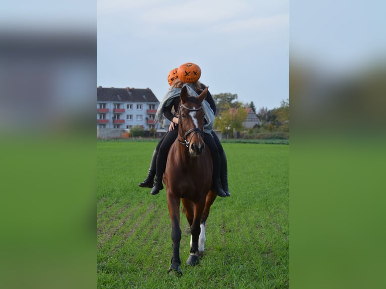 Deutsches Sportpferd Stute 16 Jahre 182 cm Brauner in Stadecken-Elsheim