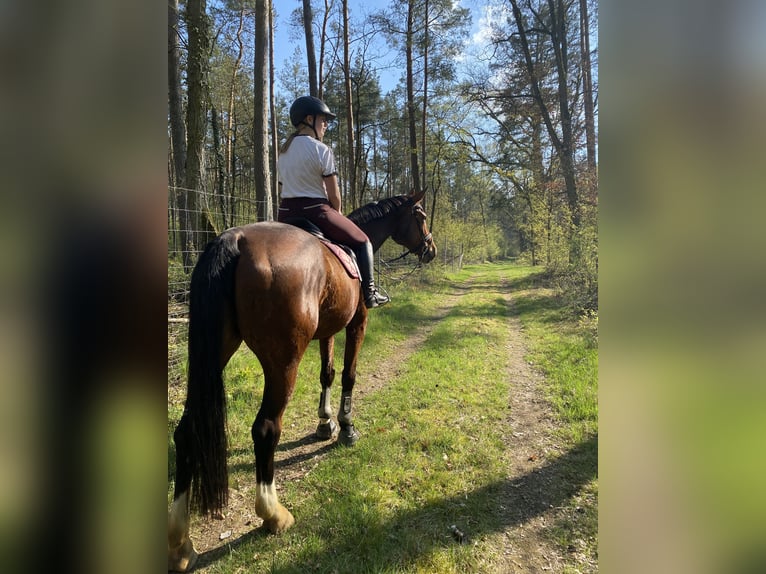 Deutsches Sportpferd Stute 16 Jahre 182 cm Brauner in Stadecken-Elsheim