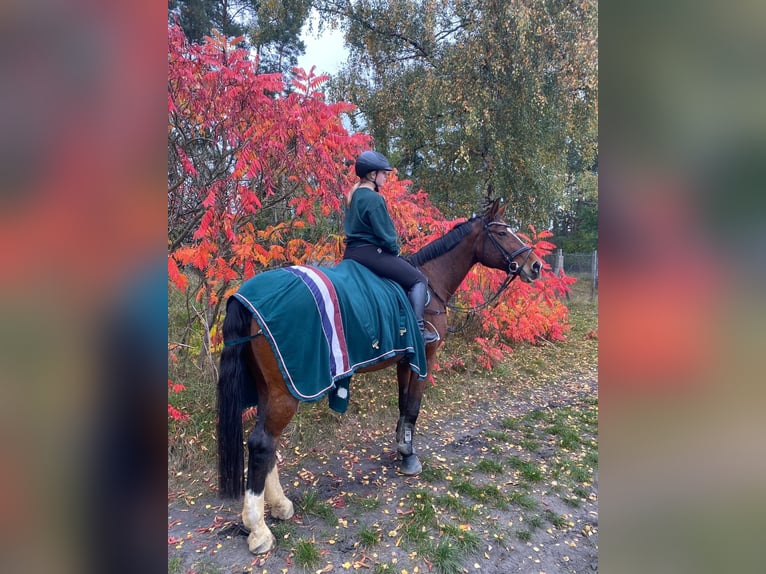 Deutsches Sportpferd Stute 16 Jahre 182 cm Brauner in Stadecken-Elsheim