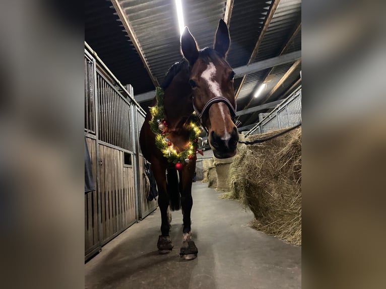 Deutsches Sportpferd Stute 16 Jahre 182 cm Brauner in Stadecken-Elsheim