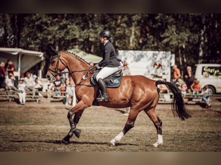 Deutsches Sportpferd Stute 16 Jahre 182 cm Brauner in Perleberg
