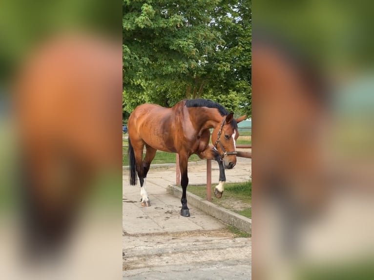 Deutsches Sportpferd Stute 16 Jahre 182 cm Brauner in Perleberg