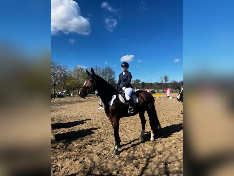 Deutsches Sportpferd Stute 16 Jahre 182 cm Brauner in Perleberg