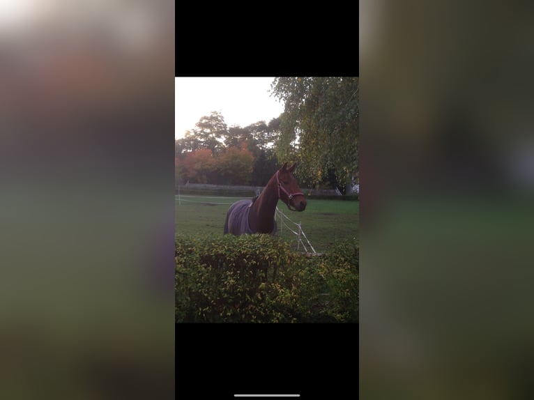 Deutsches Sportpferd Stute 17 Jahre 160 cm Brauner in Salzwedel