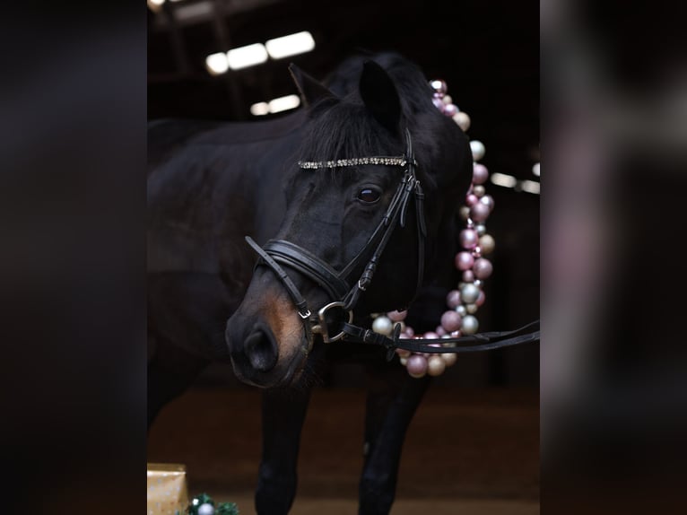 Deutsches Sportpferd Stute 17 Jahre 160 cm Dunkelbrauner in Gera
