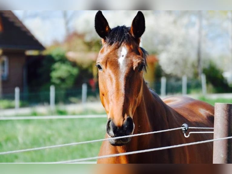 Deutsches Sportpferd Stute 17 Jahre 161 cm Brauner in Wolfenb&#xFC;ttel
