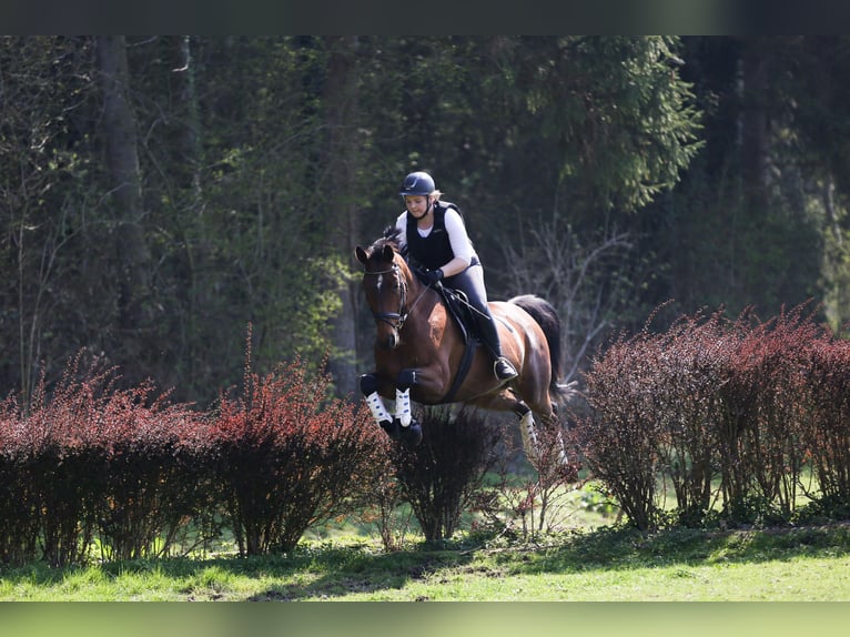 Deutsches Sportpferd Stute 17 Jahre 161 cm Brauner in Wolfenb&#xFC;ttel