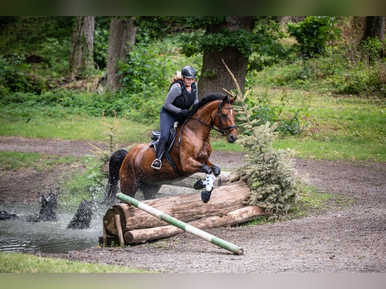 Deutsches Sportpferd Stute 17 Jahre 161 cm Brauner in Wolfenb&#xFC;ttel
