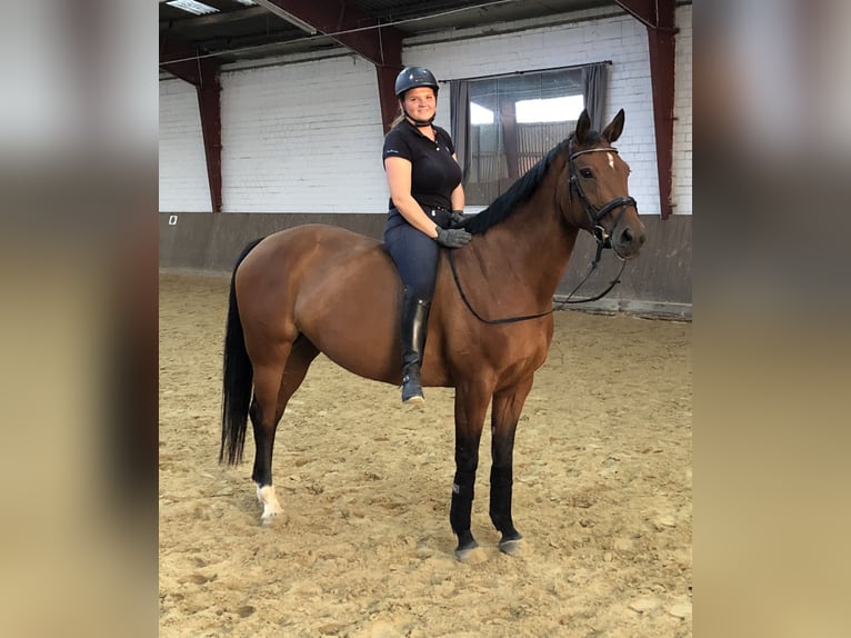 Deutsches Sportpferd Stute 17 Jahre 161 cm Brauner in Wolfenb&#xFC;ttel