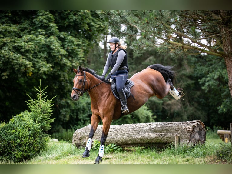 Deutsches Sportpferd Stute 17 Jahre 161 cm Brauner in Wolfenb&#xFC;ttel