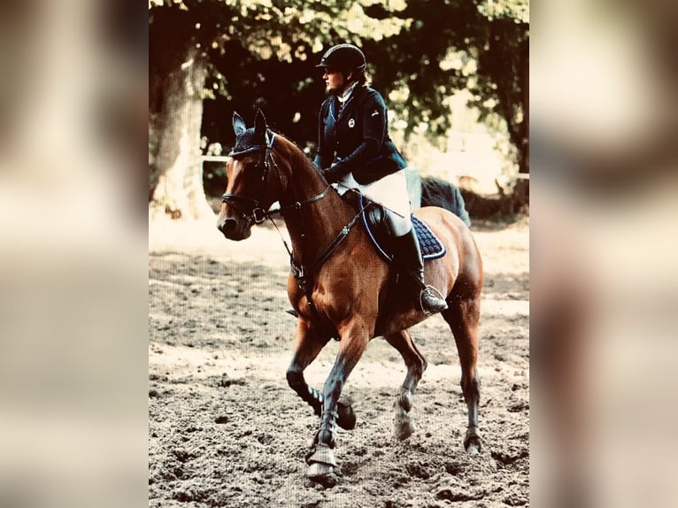 Deutsches Sportpferd Stute 17 Jahre 161 cm Brauner in Wolfenb&#xFC;ttel