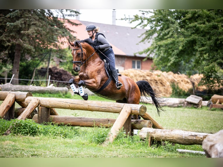 Deutsches Sportpferd Stute 17 Jahre 161 cm Brauner in Wolfenb&#xFC;ttel