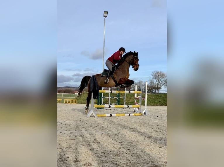 Deutsches Sportpferd Stute 17 Jahre 161 cm Brauner in Wolfenb&#xFC;ttel