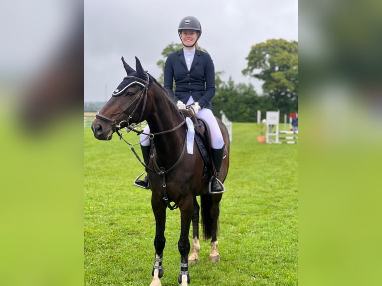 Deutsches Sportpferd Stute 17 Jahre 161 cm Dunkelbrauner in Oberhaching
