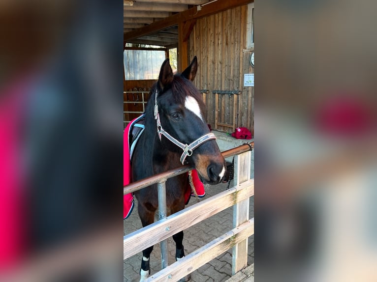 Deutsches Sportpferd Stute 17 Jahre 161 cm Dunkelbrauner in Oberhaching