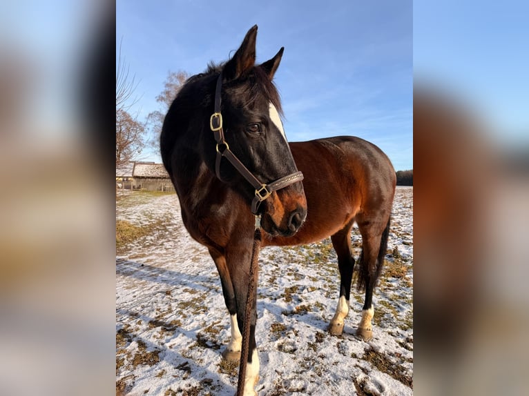 Deutsches Sportpferd Stute 17 Jahre 161 cm Dunkelbrauner in Oberhaching