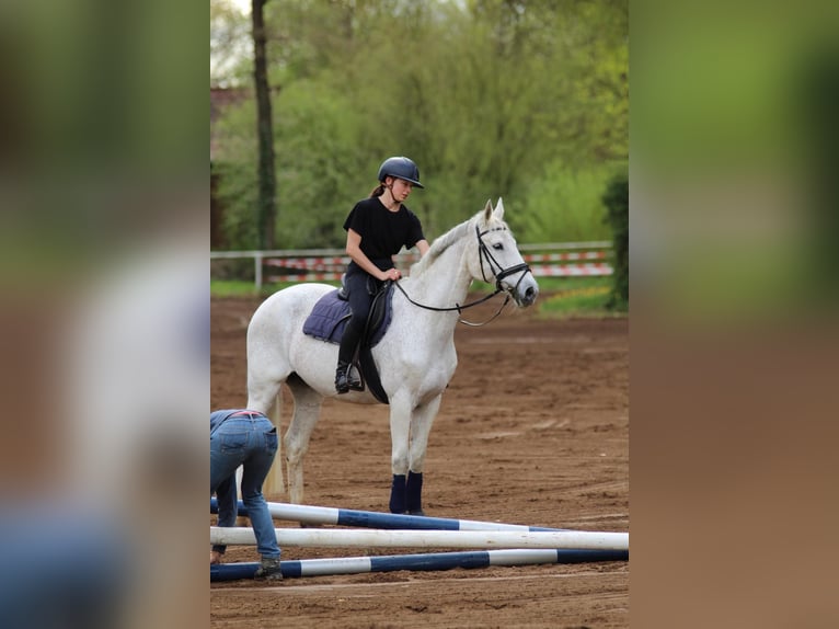Deutsches Sportpferd Stute 17 Jahre 163 cm Schimmel in Lauf an der Pegnitz