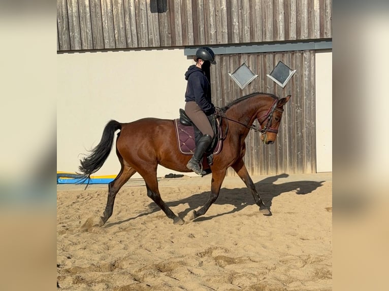 Deutsches Sportpferd Stute 17 Jahre 167 cm Brauner in Daleiden
