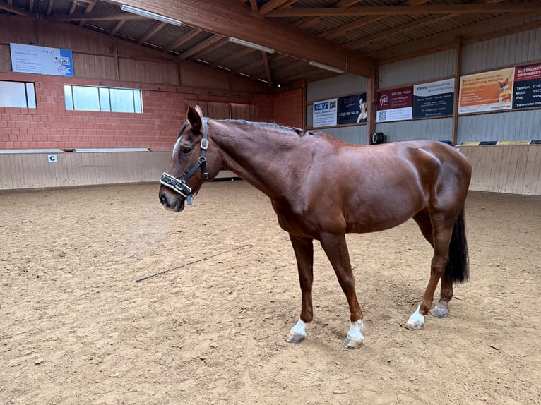 Deutsches Sportpferd Stute 17 Jahre 167 cm in Uder