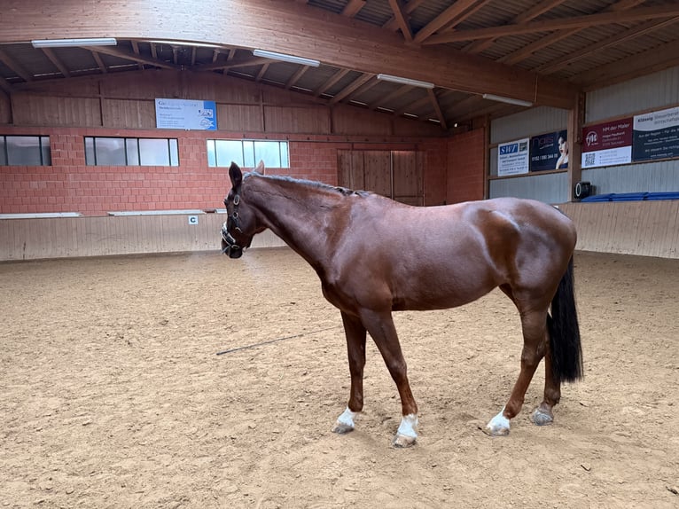 Deutsches Sportpferd Stute 17 Jahre 167 cm in Uder