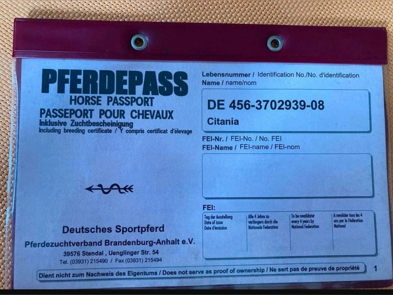 Deutsches Sportpferd Stute 17 Jahre 168 cm Brauner in Wittstock/Dosse