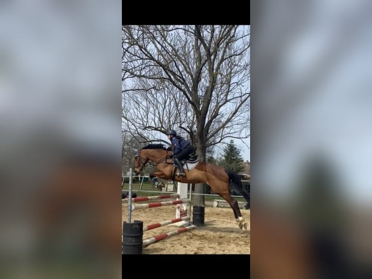 Deutsches Sportpferd Stute 17 Jahre 168 cm Brauner in Wittstock/Dosse