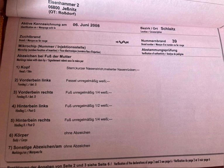 Deutsches Sportpferd Stute 17 Jahre 168 cm Brauner in Wittstock/Dosse