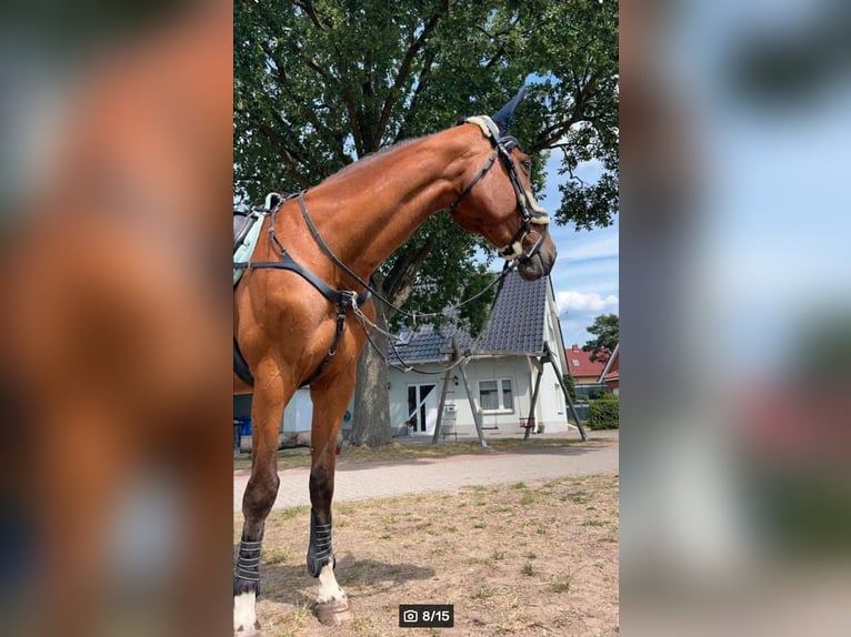 Deutsches Sportpferd Stute 17 Jahre 168 cm Brauner in Wittstock/Dosse