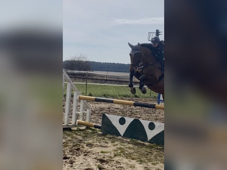 Deutsches Sportpferd Stute 17 Jahre 168 cm Brauner in Wittstock/Dosse