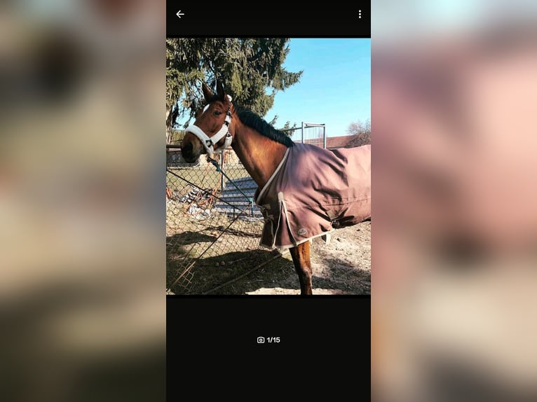 Deutsches Sportpferd Stute 17 Jahre 168 cm Brauner in Wittstock/Dosse