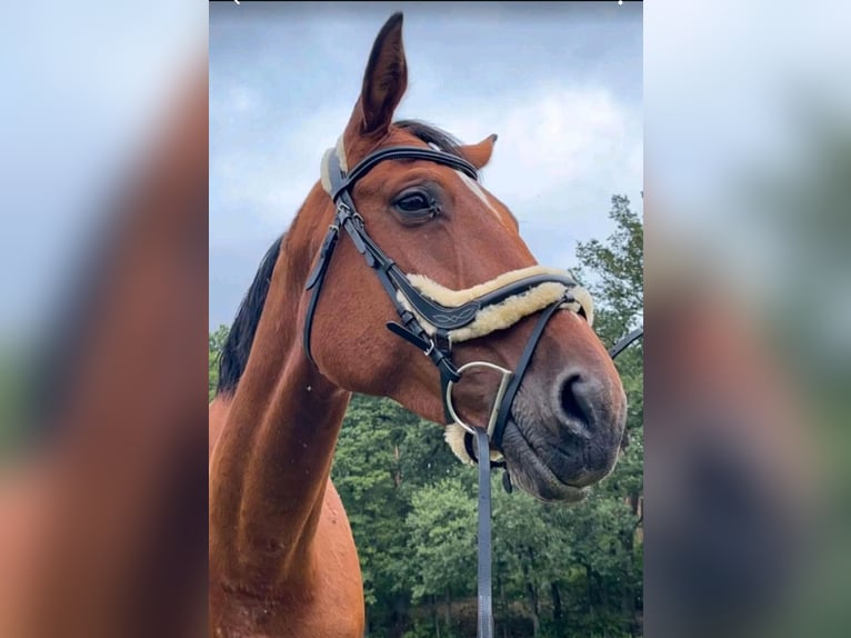 Deutsches Sportpferd Stute 17 Jahre 168 cm Brauner in Wittstock/Dosse