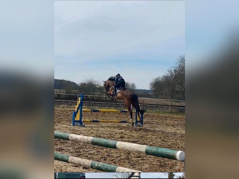 Deutsches Sportpferd Stute 17 Jahre 168 cm Brauner in Wittstock/Dosse