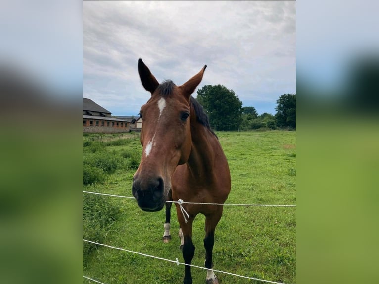 Deutsches Sportpferd Stute 17 Jahre 168 cm Brauner in Wittstock/Dosse