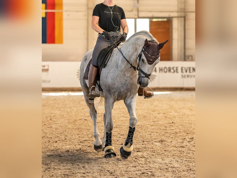 Deutsches Sportpferd Stute 17 Jahre 168 cm Schimmel in Leuna