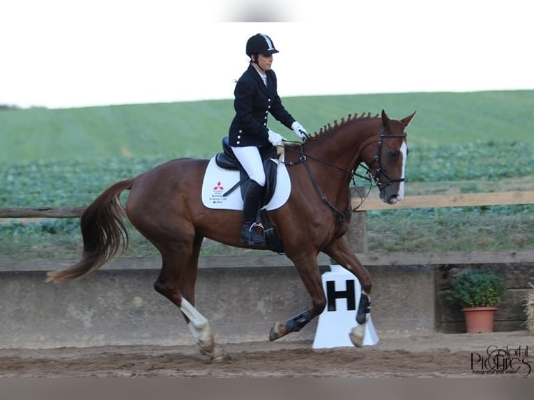 Deutsches Sportpferd Stute 17 Jahre 170 cm Fuchs in Augustusburg