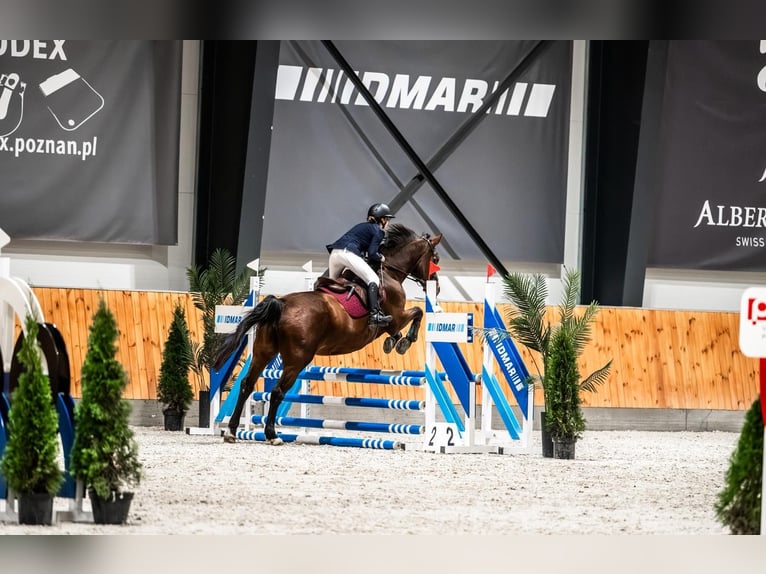 Deutsches Sportpferd Stute 17 Jahre 171 cm in Korpysy