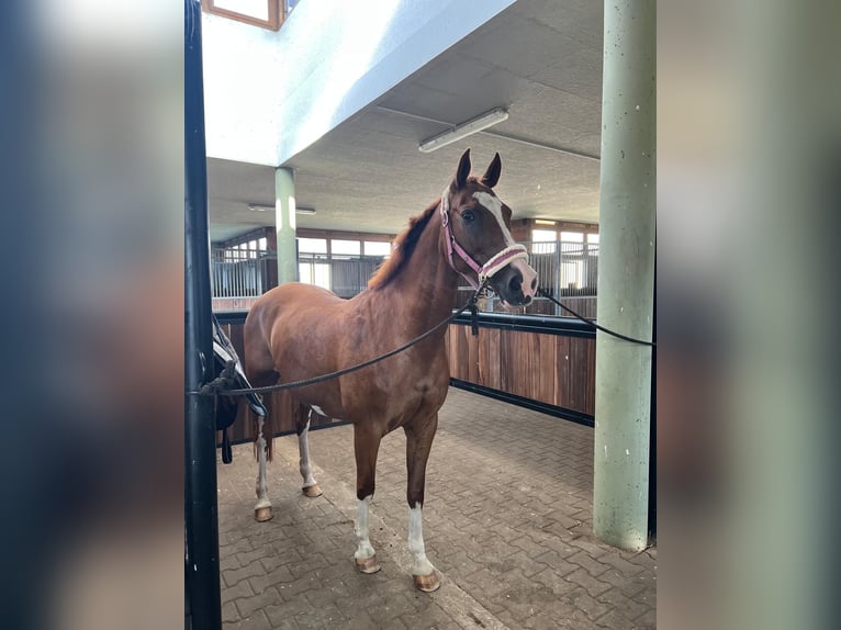Deutsches Sportpferd Stute 18 Jahre 155 cm Fuchs in Neuruppin
