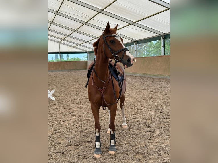 Deutsches Sportpferd Stute 18 Jahre 155 cm Fuchs in Neuruppin