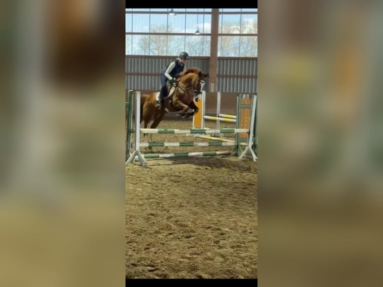 Deutsches Sportpferd Stute 18 Jahre 155 cm Fuchs in Neuruppin