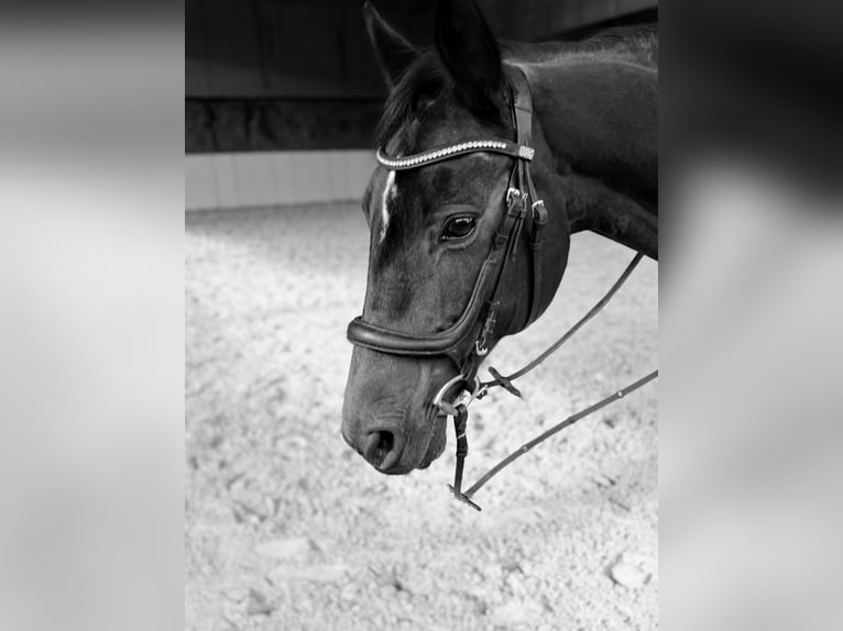 Deutsches Sportpferd Stute 18 Jahre 160 cm Dunkelbrauner in Würzburg