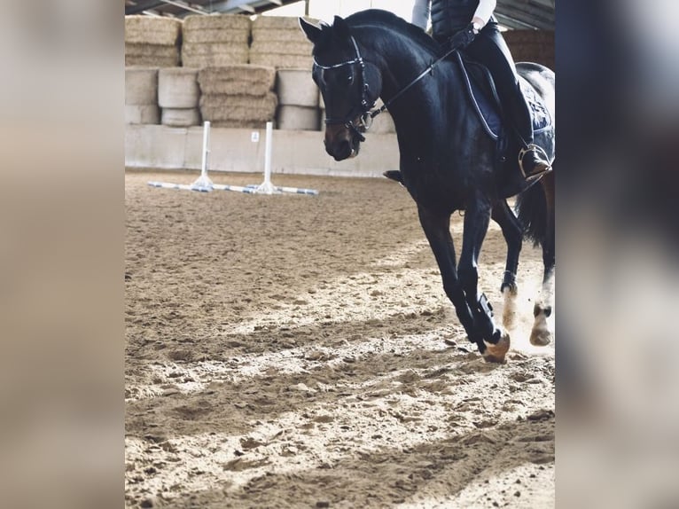 Deutsches Sportpferd Stute 18 Jahre 160 cm Dunkelbrauner in Würzburg