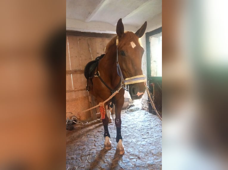 Deutsches Sportpferd Stute 18 Jahre 163 cm Fuchs in Wahlsburg