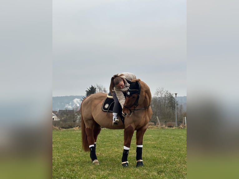 Deutsches Sportpferd Stute 18 Jahre 163 cm Fuchs in Wahlsburg