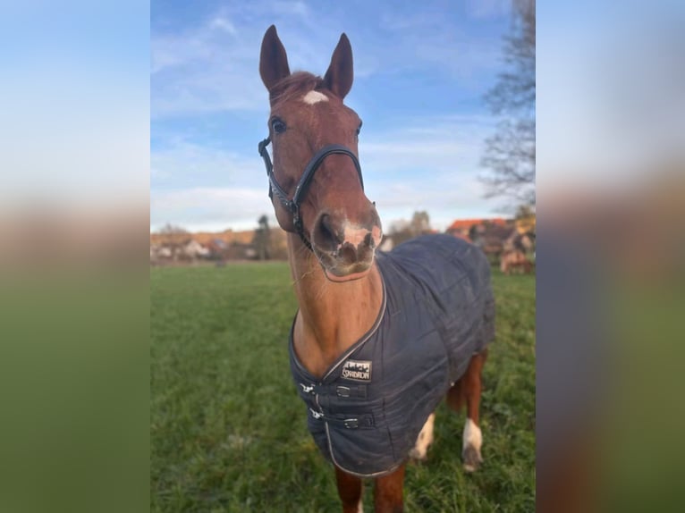 Deutsches Sportpferd Stute 18 Jahre 163 cm Fuchs in Wahlsburg