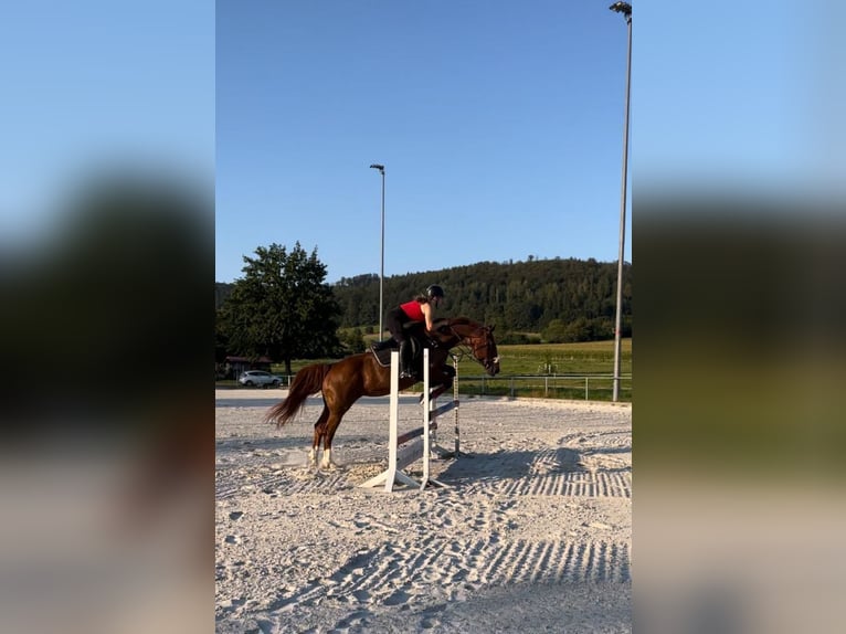 Deutsches Sportpferd Stute 18 Jahre 163 cm Fuchs in Wahlsburg