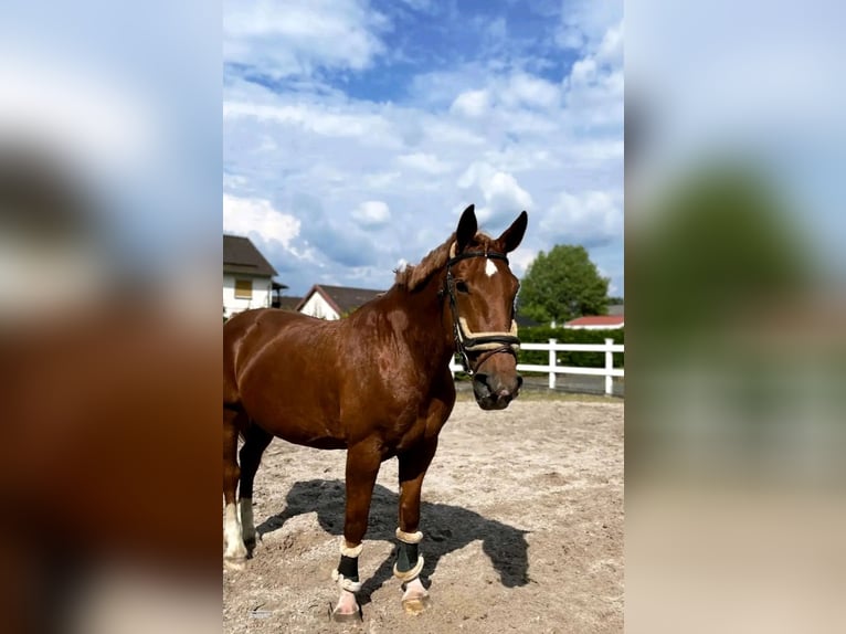 Deutsches Sportpferd Stute 18 Jahre 163 cm Fuchs in Wahlsburg