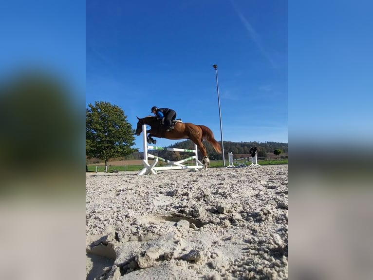 Deutsches Sportpferd Stute 18 Jahre 163 cm Fuchs in Wahlsburg