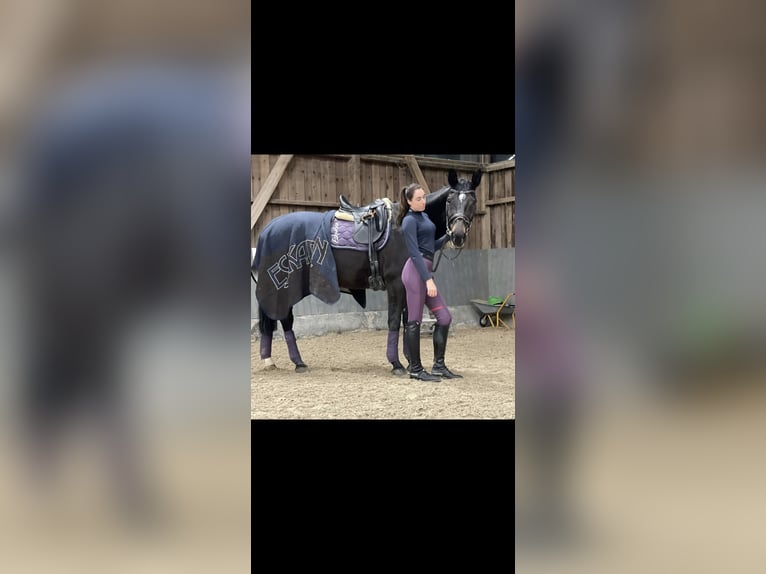 Deutsches Sportpferd Stute 18 Jahre 164 cm Brauner in Weilrod Deutsches Sportpferd Stute 18 Jahre 164 cm Brauner in Weilrod