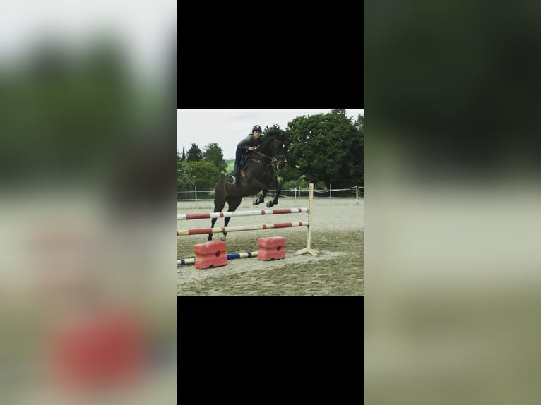 Deutsches Sportpferd Stute 18 Jahre 164 cm Brauner in Weilrod Deutsches Sportpferd Stute 18 Jahre 164 cm Brauner in Weilrod
